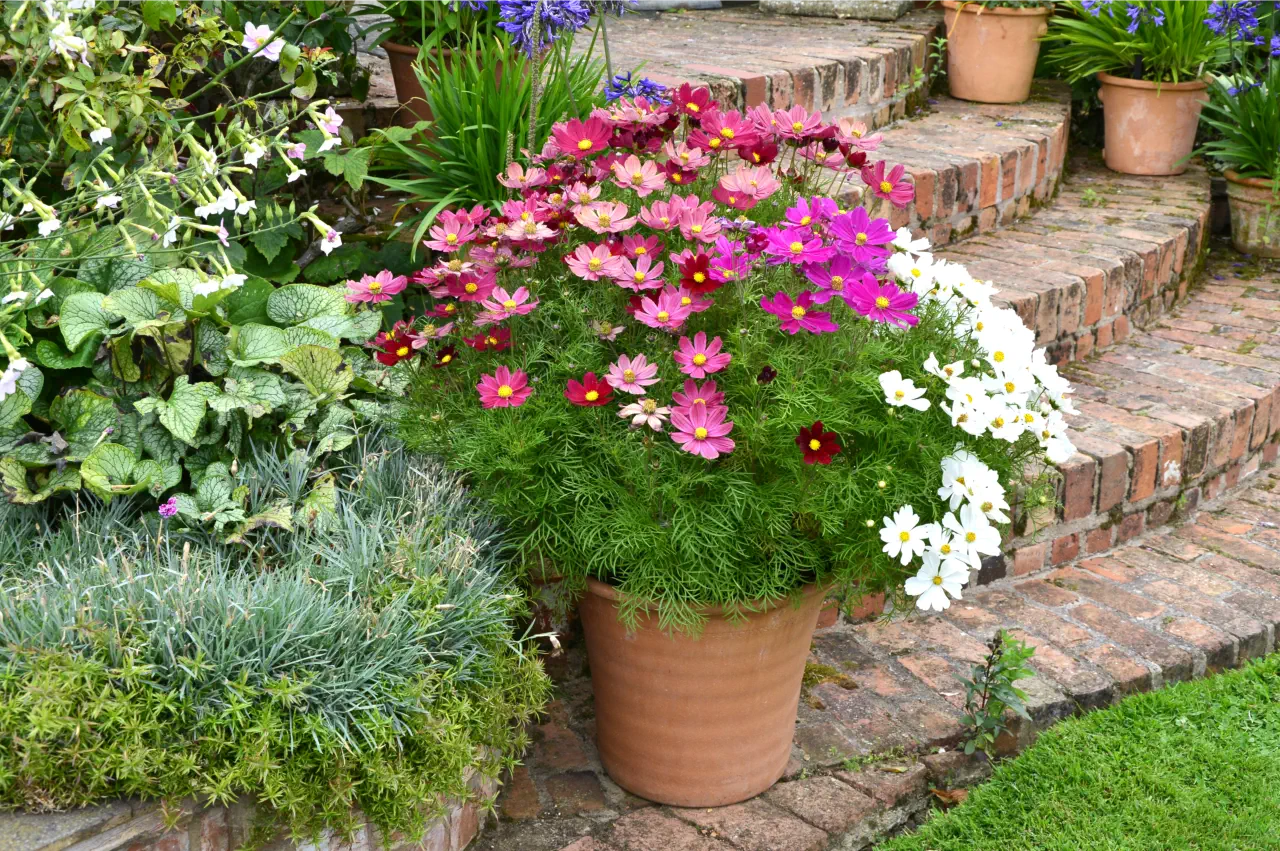 Cosmic Delights How to Grow Cosmos from Seeds for a Vibrant Garden